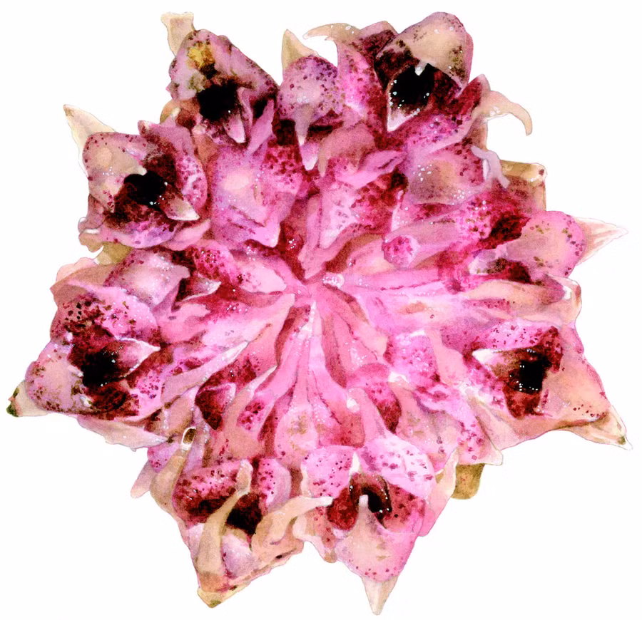 Cận cảnh loài lan Rhizanthella speciosa - Ảnh: OWAD Environment