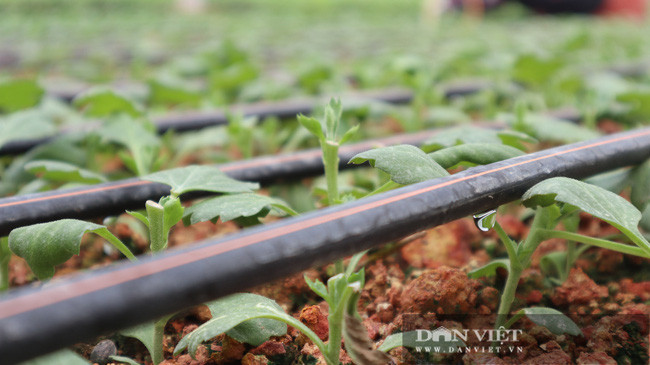 Hệ thống tưới tiết kiệm được ông Hòa lắp đặt khắp vườn, đảm bảo cung cấp nước đầy đủ cho hoa nhưng phải tiết kiệm.