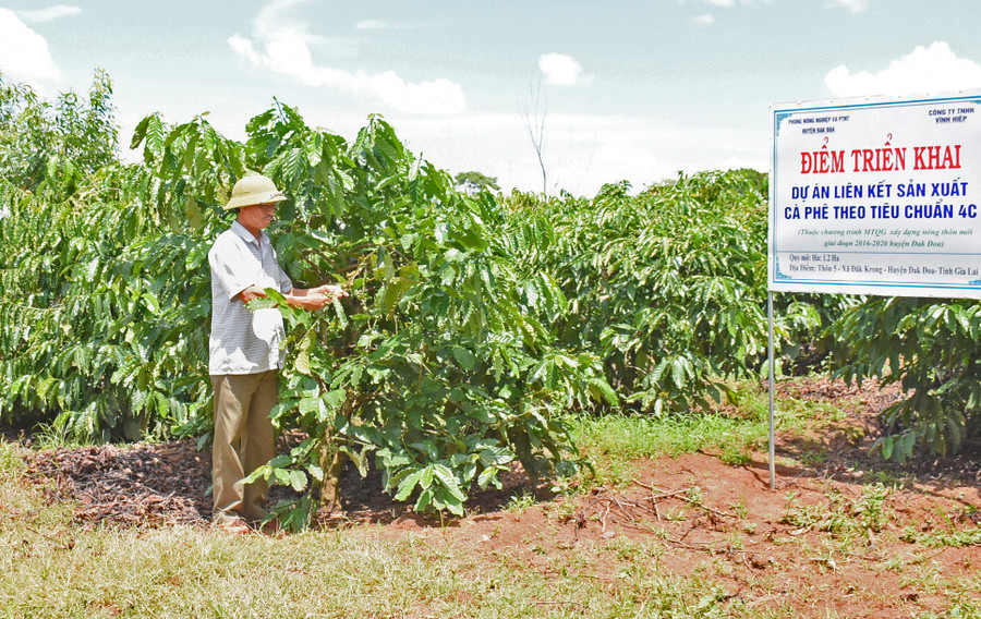 Ông Trịnh Khắc Dương-Giám đốc HTX Nông nghiệp và Dịch vụ Đak Krong giới thiệu mô hình vườn cà phê sản xuất theo tiêu chuẩn 4C.jpg