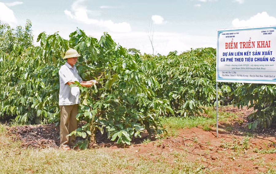 Ông Trịnh Khắc Dương-Giám đốc HTX Nông nghiệp và Dịch vụ Đak Krong giới thiệu mô hình vườn cà phê sản xuất theo tiêu chuẩn 4C.jpg
