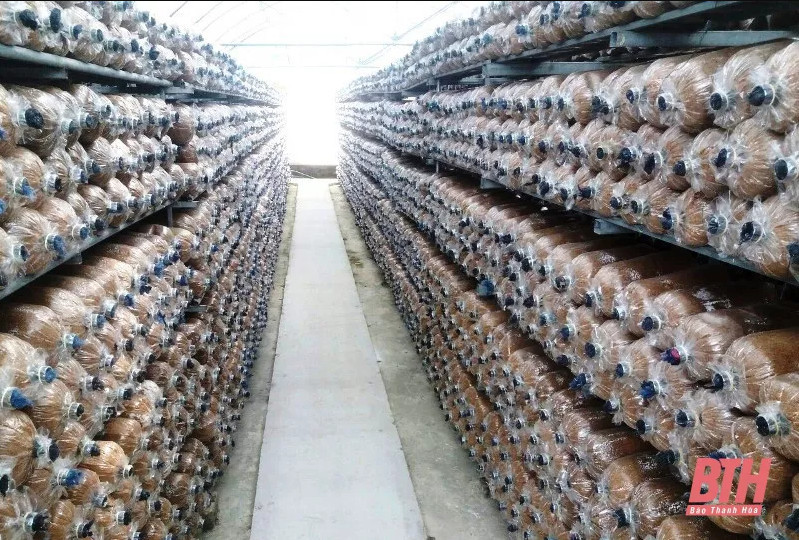 Những phôi nấm vừa được cấy trồng tại cơ sở.