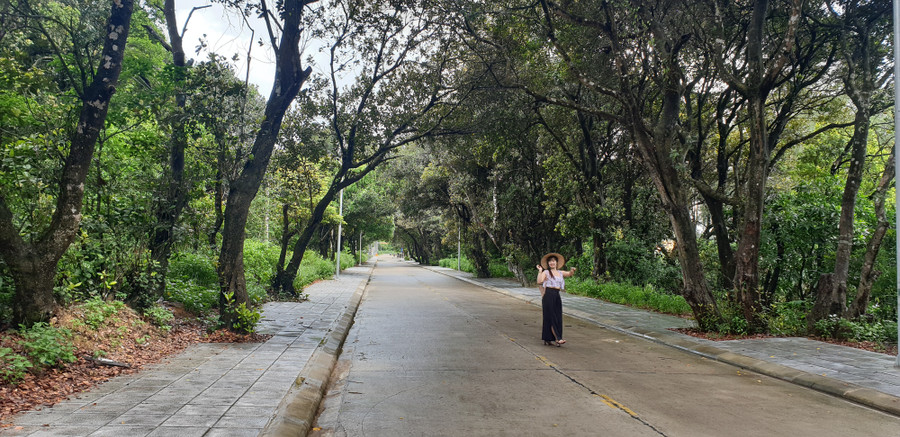 Rừng Chõi nguyên sinh trăm tuổi ôm trọn con đường ven biển Bắc Vàn.