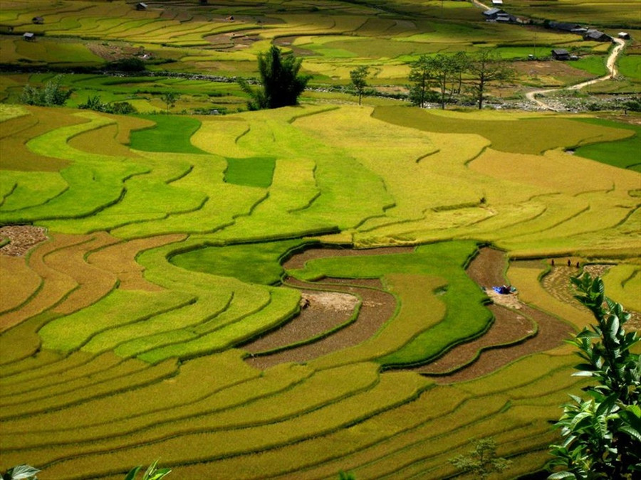 Mùa vàng Mù Cang Chải. Ảnh Lam Linh.