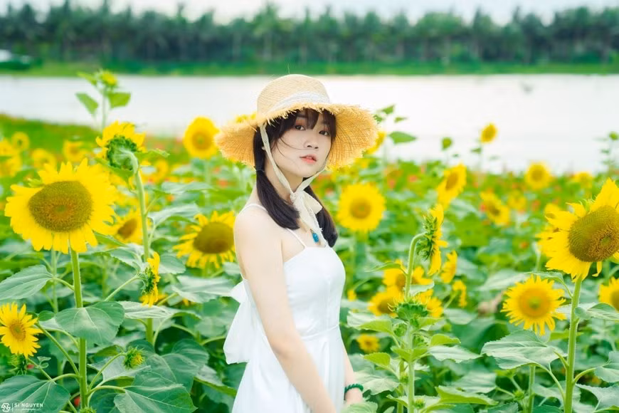 Cánh đồng hướng dương của Ecopark nằm trên triền dốc thoai thoải, cạnh một hồ nước trong vắt dưới nắng Thu. Vừa ngắm những thảm hoa vàng rực rỡ vừa hít hà không khí trong lành nơi đây khiến lòng ta thư thái, nhẹ nhàng, tạm gác lại những bon chen, xô bồ của đô thị.