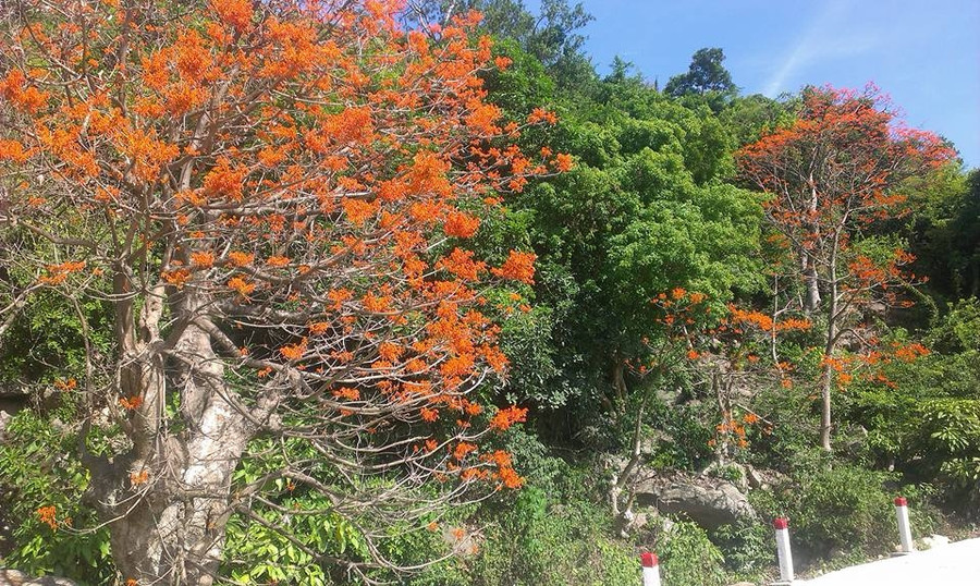 Những con đường trên đảo rợp bóng ngô đồng