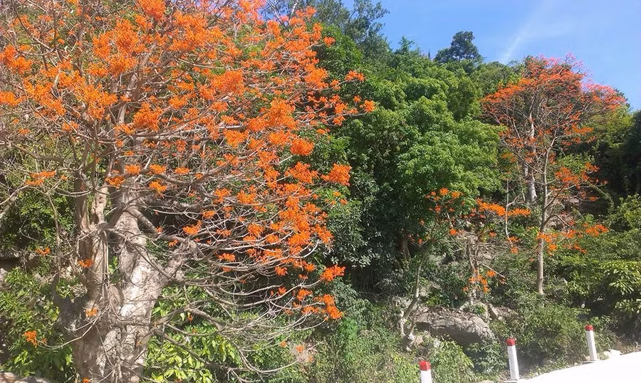 Những con đường trên đảo rợp bóng ngô đồng