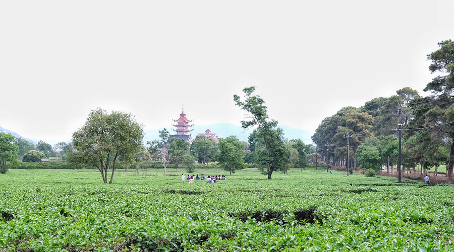 Đồn điền trà Biển Hồ sẽ là sản phẩm du lịch nông nghiệp đặc thù nếu được đầu tư xứng tầm. Ảnh: Minh Châu 