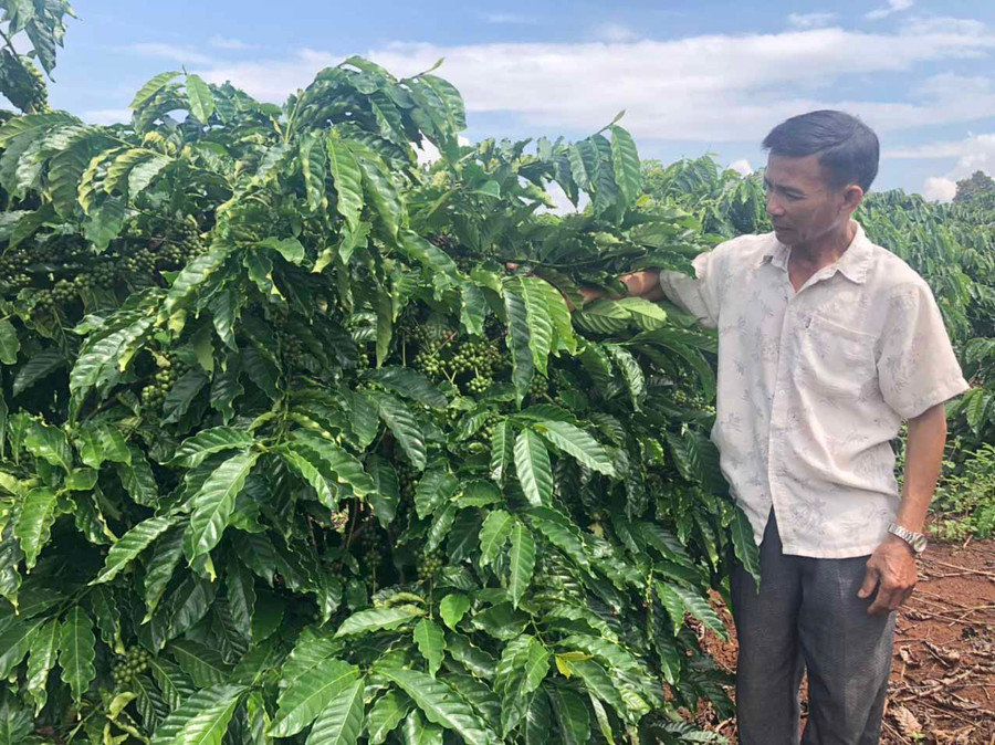 Cựu chiến binh Trần Văn Hào bên vườn cà phê sai trĩu quả. Ảnh: Anh Huy