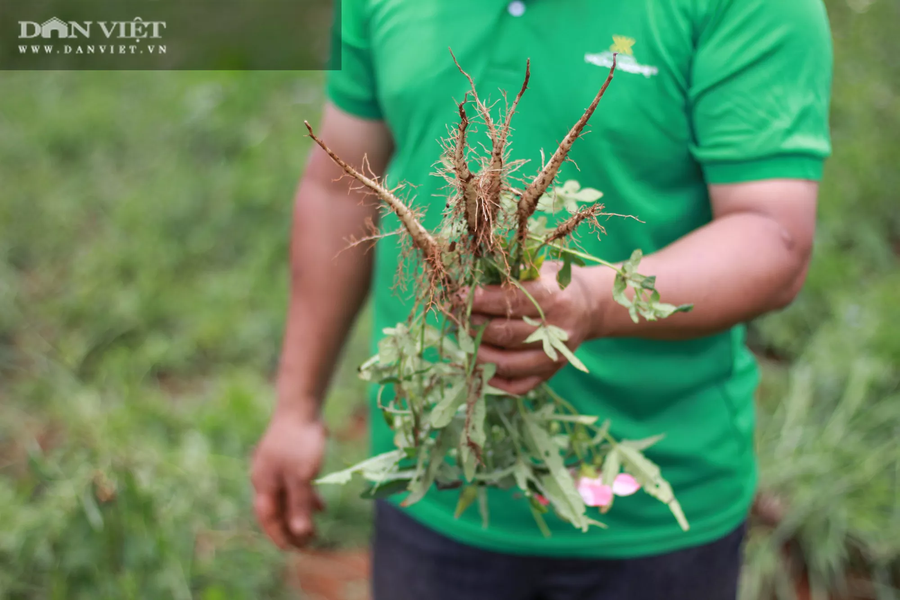 Sau 3 tháng xuống giống, củ sâm Bố chính đã thành hình, to bằng ngón tay út phát đi tín hiệu đáng mừng cho ông tỷ phú nông dân Phạm Văn Khang (xã Đắk Búk So, huyện Tuy Đức, tỉnh Đắk Nông). (Ảnh: PL)