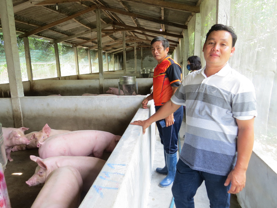 Anh Phùng Hồng Em và cán bộ Hội Nông dân thị xã Sông Cầu (tỉnh Phú Yên) tại khu nuôi heo thịt ở trang trại Việt Xem. Ảnh: Hùng Phiên. Anh Phùng Hồng Em và cán bộ Hội Nông dân thị xã Sông Cầu (tỉnh Phú Yên) tại khu nuôi heo thịt ở trang trại Việt Xem. Ảnh: Hùng Phiên.