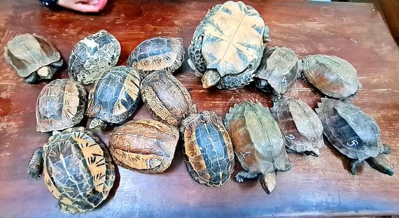 Phát hiện vụ vận chuyển 15 cá thể rùa