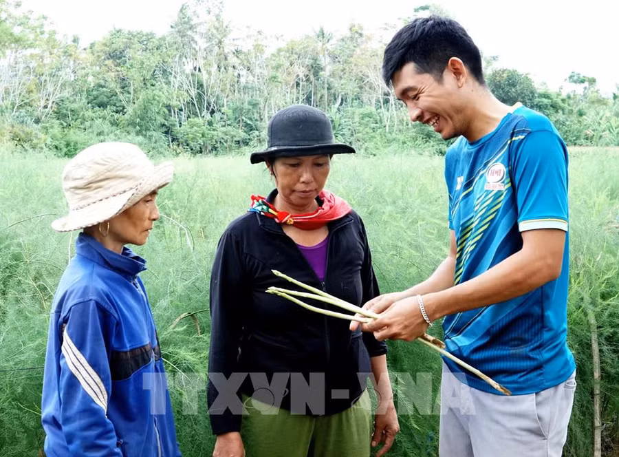 Anh Võ Mạnh Tú đánh giá chất lượng măng tât sau thu hoạch