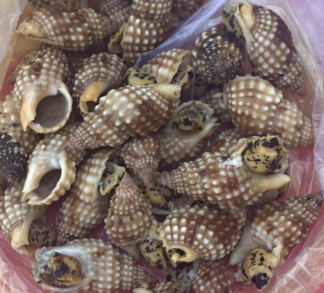  Loài ốc mà 3 ngư dân bắt được và ăn, sau đó bị ngộ độc - Ảnh: T.L