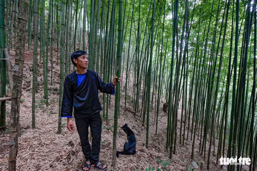 Chủ khu rừng trúc là anh Lù A Trù, 27 tuổi, bản Nả Háng Tủa Chử. Đây là rừng trúc do đời ông của anh để lại, có tuổi đời hơn 60 năm