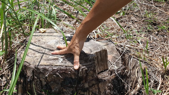 Một gốc thông cổ thụ tại Khoảnh 4, TK 439 thuộc rừng cộng đồng xã Lộc Phú bị đốn hạ ẢNH: TRÙNG DƯƠNG