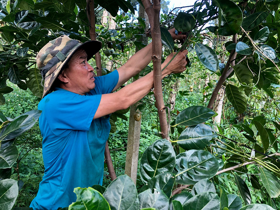 Ông Hoàng Xuân Thanh (thôn Hoàng Tiên, xã Ia Phìn, huyện Chư Prông) chăm sóc vườn cây ăn quả được chuyển đổi trên diện tích hồ tiêu bị chết. Ảnh: Lê Nam Theo quy hoạch phát triển vùng nguyên liệu rau, hoa, cây ăn quả trên địa bàn đến năm 2025 và tầm nhìn đến năm 2040, huyện Chư Prông ổn định diện tích rau 2.300 ha, cây ăn quả khoảng 4.000 ha vào năm 2025.