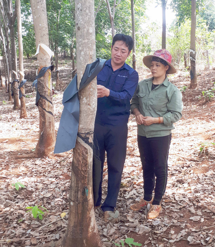 Anh Trần Văn Hải hướng dẫn kỹ thuật cạo mủ cao su cho đồng nghiệp. Ảnh: Vĩnh Hoàng