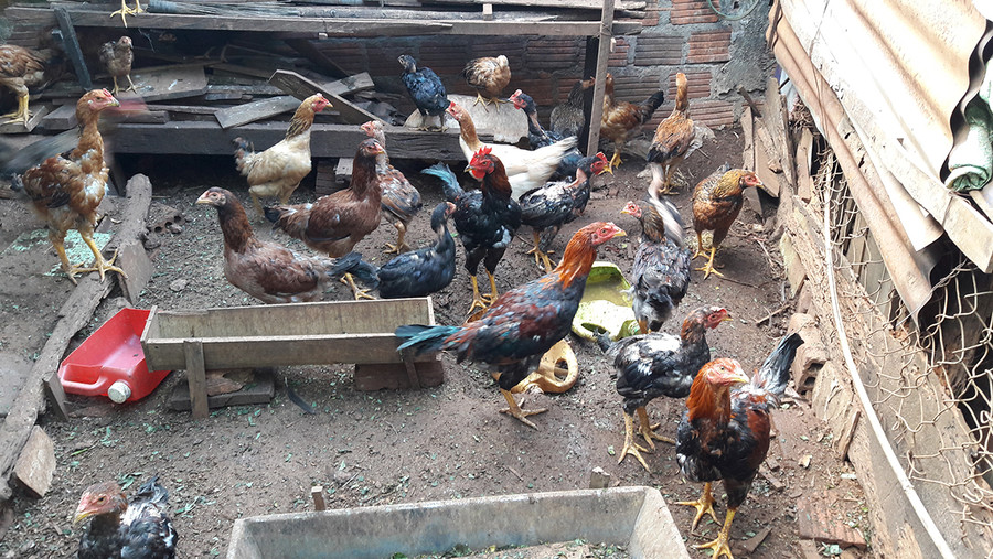 Người chăn nuôi cần chủ động các biện pháp phòng dịch cúm cho đàn gia cầm. Ảnh: Thanh Nhật Người chăn nuôi cần chủ động các biện pháp phòng dịch cúm cho đàn gia cầm. Ảnh: Thanh Nhật