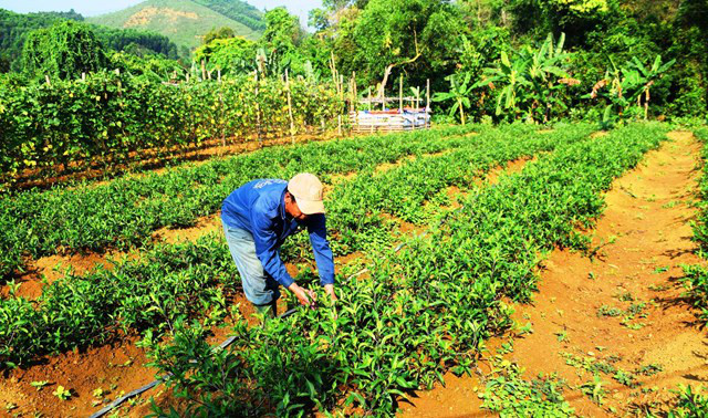 Ông Hồ Văn Nóc, thôn 1, xã Phước Năng, huyện Phước Sơn, tỉnh Quảng Nam chăm sóc vườn rau lủi của gia đình. Ông Hồ Văn Nóc, thôn 1, xã Phước Năng, huyện Phước Sơn, tỉnh Quảng Nam chăm sóc vườn rau lủi của gia đình.