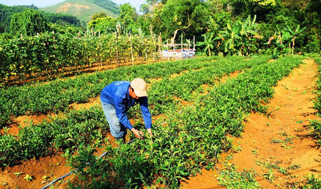 Ông Hồ Văn Nóc, thôn 1, xã Phước Năng, huyện Phước Sơn, tỉnh Quảng Nam chăm sóc vườn rau lủi của gia đình.