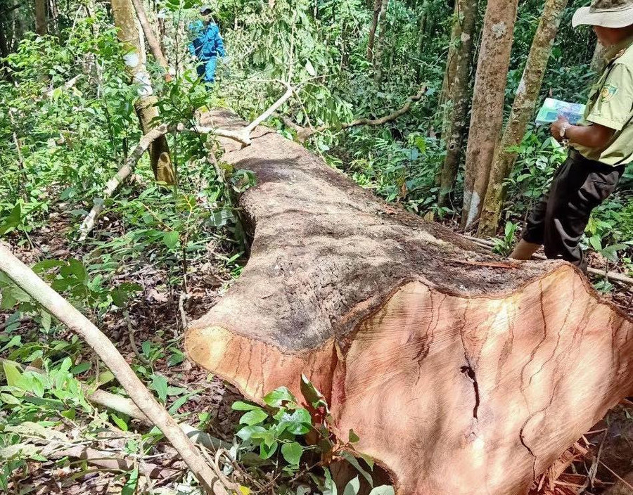 Hiện trường vụ khai thác gỗ trái phép. Ảnh: Nguyễn Tú Hiện trường vụ khai thác gỗ trái phép. Ảnh: Nguyễn Tú