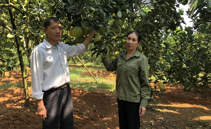 Bà Phùng Thị Thơ (đứng bên phải) bên vườn bưởi Diễn sai trĩu quả của gia đình. Bà Phùng Thị Thơ (đứng bên phải) bên vườn bưởi Diễn sai trĩu quả của gia đình.