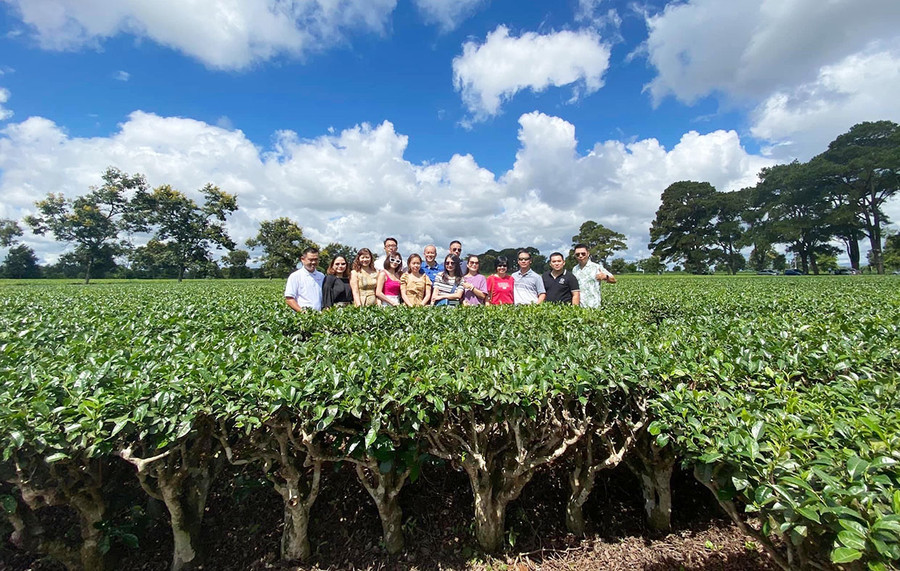 Vườn chè xanh mướt thu hút du khách đến tham quan, chụp ảnh. Ảnh: Ngọc Thu