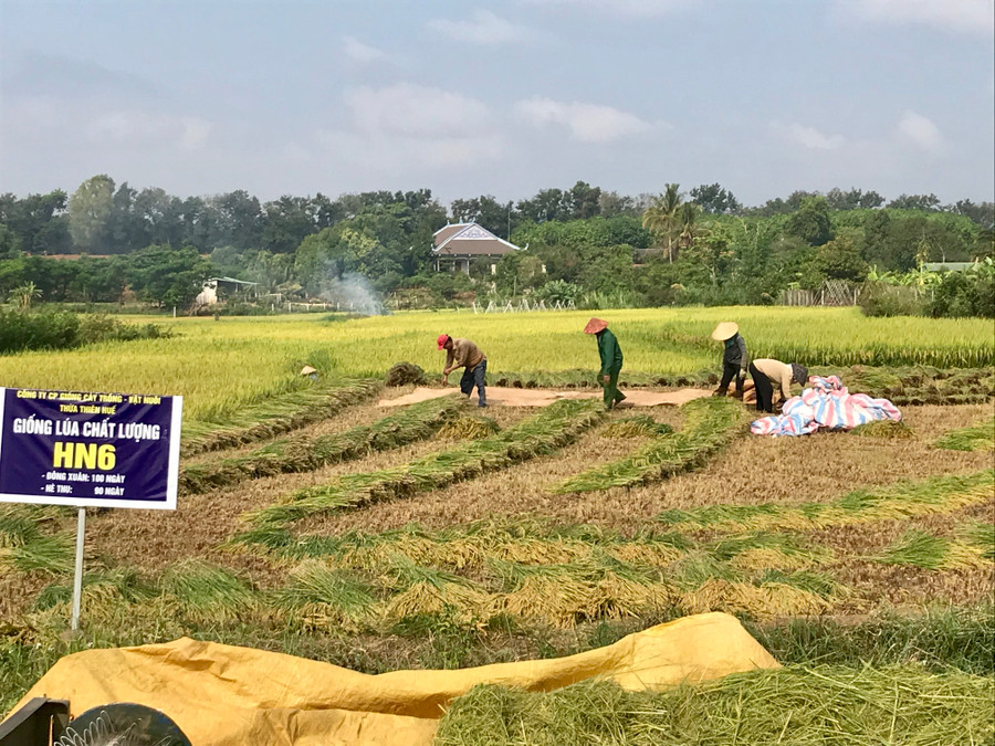 Ứng dụng mô hình sản xuất lương thực với giống lúa mới năng suất cao tại xã Ia Tô. Ảnh: Thanh Nhật