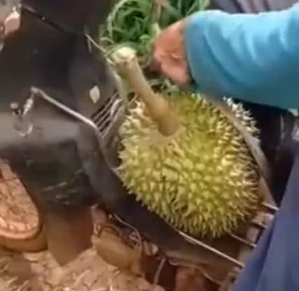 Đoạn clip cho rằng chủ vườn đã bắt đền làm rụng 1 trái sầu riêng giá 10 triệu đồng. Ảnh cắt từ Clip