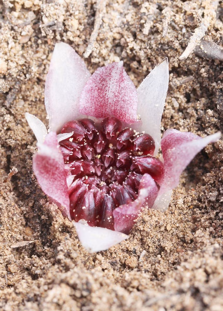 Không ít hoa chỉ trồi một phần lên mặt đất - Ảnh: OWAD Environment