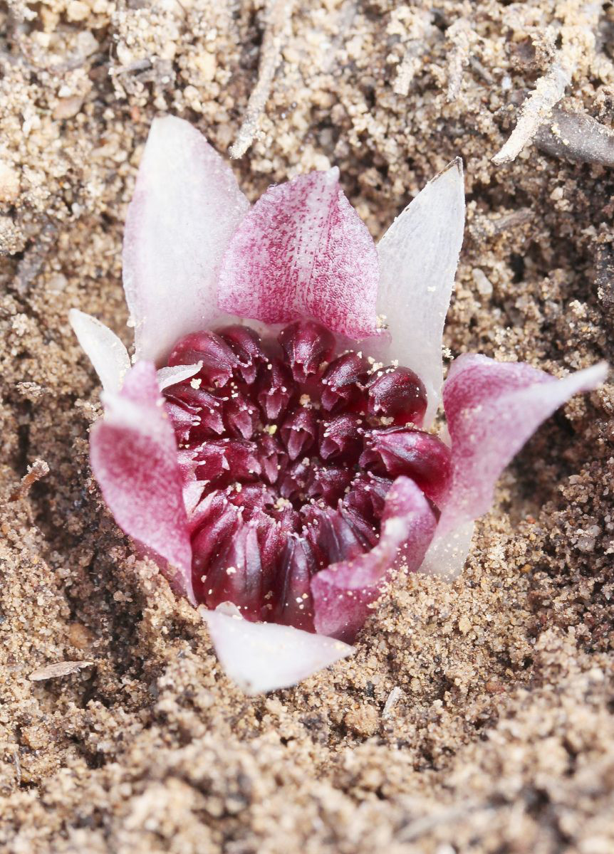 Không ít hoa chỉ trồi một phần lên mặt đất - Ảnh: OWAD Environment