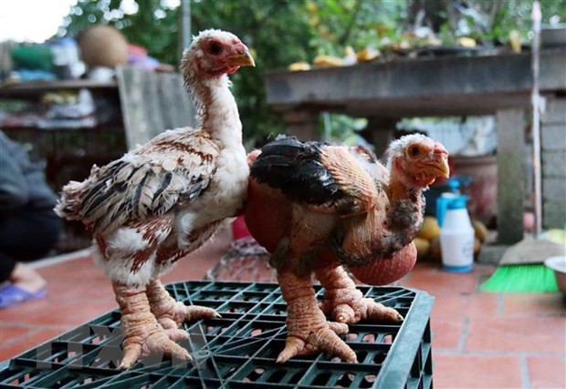 Gà Đông Tảo. (Ảnh: Phạm Kiên/TTXVN)