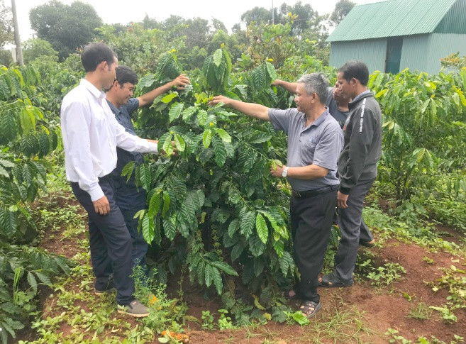  Hội viên, nông dân xã Ia Tô (huyện Ia Grai) trao đổi kinh nghiệm chăm sóc cây cà phê. Ảnh: Thanh Nhật 
