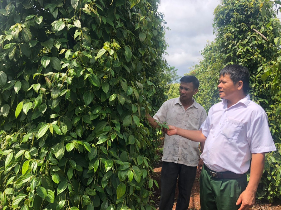 Cựu chiến binh Trần Văn Hào (bên trái) trò chuyện, trao đổi kinh nghiệm cùng Chủ tịch Hội CCB xã. Ảnh: Anh Huy 