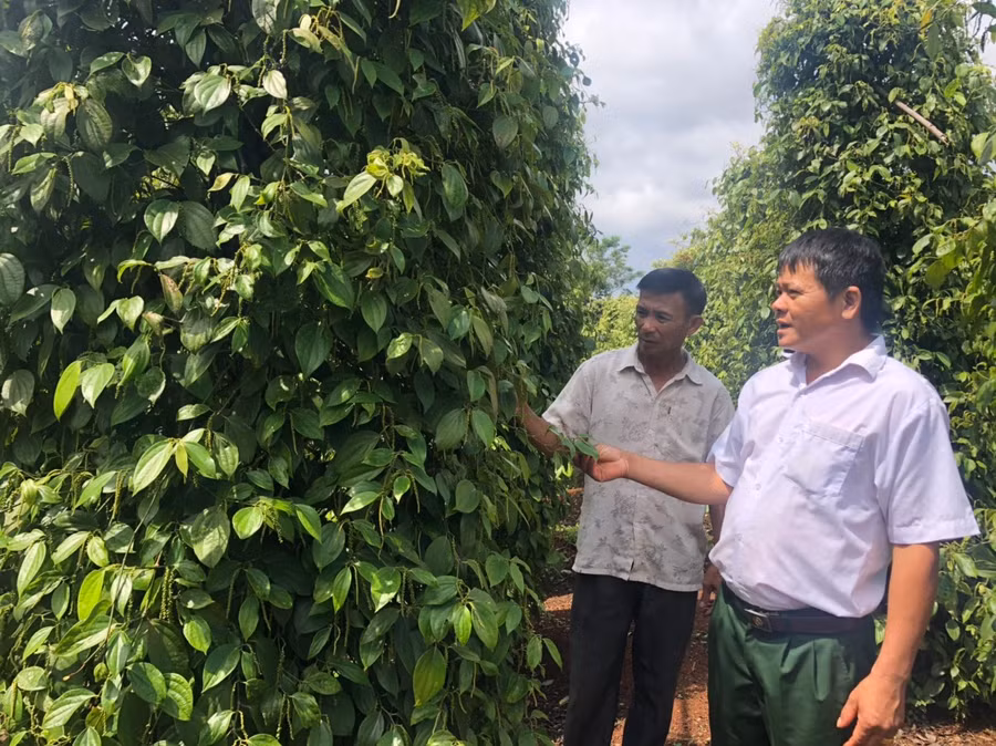 Cựu chiến binh Trần Văn Hào (bên trái) trò chuyện, trao đổi kinh nghiệm cùng Chủ tịch Hội CCB xã. Ảnh: Anh Huy 