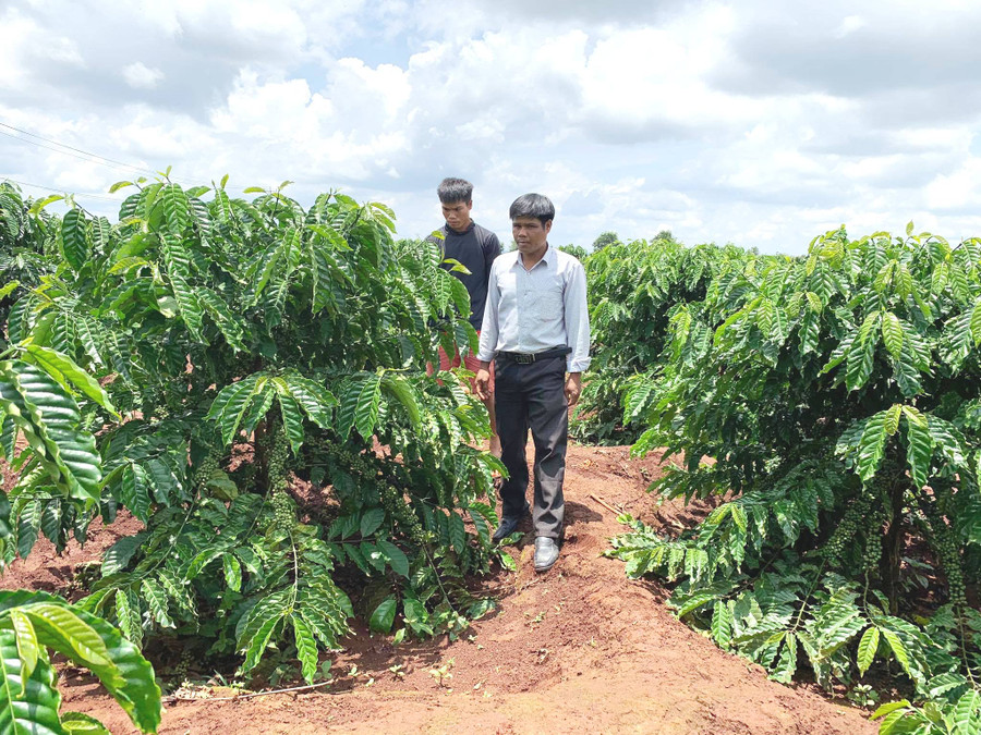 Bí thư Chi bộ gương mẫu (GLO)- Không chỉ là tấm gương tiêu biểu trong phát triển sản xuất, anh Xuin còn là Bí thư Chi bộ gương mẫu ở làng Ktăng (xã Kdang, huyện Đak Đoa). “Làm kinh tế giỏi nhất làng” Đó là lời nhận xét của bà con làng Ktăng dành cho anh Xuin. Có được “danh hiệu” đó là bởi hàng năm, năng suất vườn cà phê của anh luôn đạt 5 tấn nhân/ha, cao hơn năng suất bình quân của người dân trong làng 2 tấn nhân/ha. Anh Xuin cho hay: “Để chăm sóc tốt vườn cà phê, tôi luôn đảm bảo việc tưới nước, làm cỏ kịp thời và đầy đủ. Bên cạnh đó, tôi ít sử dụng phân hóa học, ưu tiên sử dụng phân chuồng ủ hoai và phân xanh được tận dụng từ việc ép cỏ vào hố cây. Nhờ đó, vườn cây được cung cấp đầy đủ dinh dưỡng, phát triển tốt và ít sâu bệnh”. Mồ côi bố từ nhỏ, năm 2001, anh Xuin nghỉ học để phụ giúp mẹ chăm sóc 5 sào cà phê. Nhận thấy vườn cây cho năng suất thấp vì thiếu phân bón, anh bàn với mẹ thuê đất trồng khoai lang nhằm kiếm tiền mua bò về nuôi để lấy phân bón. Năm 2002, gia đình anh mua được 1 con bò. Hàng ngày, ngoài giờ lên rẫy, anh tranh thủ đi cắt cỏ cho bò. Nhờ chăm sóc tốt, từ 1 con bò, lâu dần anh có cả đàn bò, có thời điểm tăng lên 8 con. Từ tiền bán bò và sản phẩm cà phê, anh mua đất mở rộng diện tích sản xuất và đến nay đã có tổng cộng hơn 4 ha. Ngoài 2 ha cà phê sắp cho thu bói, 2 ha cà phê kinh doanh mỗi năm cho thu 10 tấn nhân, bán gần 400 triệu đồng. “Nhờ nuôi bò và trồng cà phê, mẹ con tôi không chỉ đủ ăn mà còn xây được căn nhà vững chãi. Tôi cũng có điều kiện nuôi 2 con ăn học. Tới đây, tôi sẽ tiếp tục mở rộng diện tích để tăng thu nhập”-anh Xuin chia sẻ. Gương mẫu trong mọi hoạt động Ngoài làm kinh tế giỏi, với kinh nghiệm nhiều năm làm Trưởng thôn và hiện là Bí thư Chi bộ thôn, Phó Chủ tịch Ủy ban MTTQ Việt Nam xã Kdang, anh Xuin luôn chia sẻ kinh nghiệm sản xuất cũng như thường xuyên nhắc nhở bà con không nghe theo kẻ xấu xúi giục, chăm chỉ làm ăn để thoát nghèo. Đến nay, làng Ktăng đã phát triển diện tích cà phê lên 450 ha, lúa nước 90 ha. Nhiều hộ còn chăn nuôi gia súc để lấy phân bón và cải thiện thu nhập. Làng có 175 hộ nhưng chỉ còn 2 hộ nghèo, 3 hộ cận nghèo. Thu nhập bình quân đạt 45 triệu đồng/người/năm. Từ năm 2014 đến nay, năm nào làng cũng đạt danh hiệu làng văn hóa. Trong xây dựng nông thôn mới, anh Xuin luôn gương mẫu làm trước. Điển hình là năm 2013, anh đã chủ động đóng tiền, dời hàng rào, hiến 432 m2 đất để làm đường giao thông. Từ đó, người dân tin tưởng làm theo và 6 tuyến đường dài hơn 600 m lần lượt được mở rộng, bê tông hóa. Sau việc này, việc vận động người dân trở nên dễ dàng hơn. Đến nay, người dân đã hiến 14.800 m2 đất, hơn 300 triệu đồng và hàng ngàn ngày công để bê tông 3,6 km đường nội thôn, nội đồng; đồng thời, đóng góp 70 triệu đồng kéo điện ra khu sản xuất. Ông Hnoah chia sẻ: “Mỗi lần làng làm việc gì, anh Xuin vừa vận động vừa làm gương thực hiện trước nên người dân chúng tôi tin tưởng làm theo. Bốn năm qua, ngoài hiến 400 m2 đất, gia đình tôi luôn đóng góp đầy đủ các khoản tiền, ngày công làm các công trình công cộng. Tôi nghĩ những việc làm này là cần thiết để xây dựng làng ngày càng phát triển”. Với những nỗ lực của mình, anh Xuin nhiều lần được các cấp, các ngành khen thưởng. Mới đây, anh được Hội Nông dân tỉnh tặng bằng khen vì đã có thành tích xuất sắc trong phong trào thi đua yêu nước 5 năm (2015-2020). Tuy vậy, không hài lòng với những gì mình đã làm được, anh Xuin vẫn đang nỗ lực mỗi ngày để cống hiến xây dựng quê hương. “Tôi sẽ tiếp tục vận động bà con chăm chỉ làm ăn, không vi phạm pháp luật, đoàn kết xây dựng nếp sống văn hóa lành mạnh để giữ vững danh hiệu làng văn hóa; đồng thời bê tông 2,5 km đường nội thôn còn lại nhằm xây dựng làng quê ngày càng sạch-đẹp”-anh Xuin chia sẻ. NHẬT HÀO Ông Nguyễn Thanh Phú-Chủ tịch Hội Nông dân xã Kdang: “Anh Xuin là một trong những tấm gương tiêu biểu trong sản xuất kinh doanh ở xã. Tuy còn trẻ nhưng nhờ có uy tín ở địa phương, anh Xuin đã vận động được người dân hiến đất, ngày công và tiền của xây dựng hạ tầng, góp phần thực hiện tốt các tiêu chí xây dựng nông thôn mới trên địa bàn. Anh là tấm gương sáng để cán bộ, người dân trong xã học tập, noi theo”. Anh Xuin (bìa phải) thăm vườn cà phê của gia đình. Ảnh: Nhật Hào