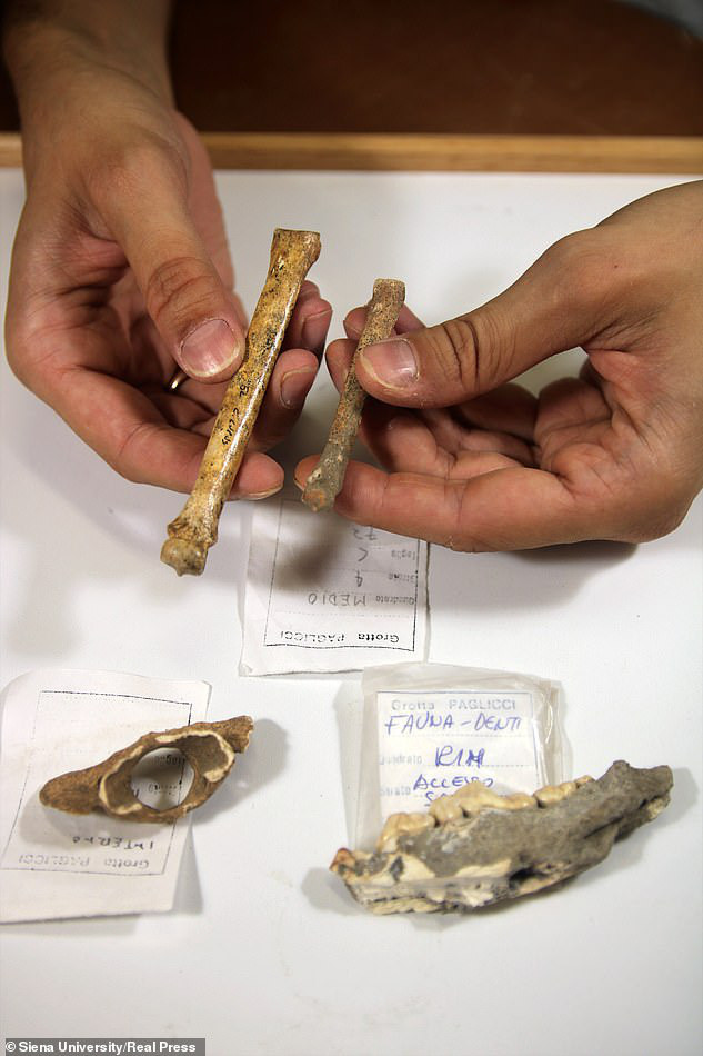  Một số mảnh xương được bảo quản đủ tốt để các nhà di truyền học phân tích về con vật. - ảnh do nhóm nghiên cứu cung cấp