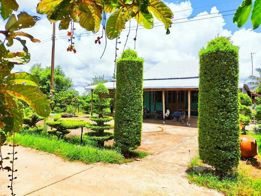 Ở các vùng nước ngọt người dân dễ dàng trồng các loại hoa, cây cảnh trang trí và bán. Thế nhưng với vùng nước phèn mặn như Đông Hưng B việc trồng hoa, cây cảnh đã khó mà tạo thành cổng rào đẹp lại khó hơn. Nhiều người đã trồng nhưng không phải ai cũng thành công. Tuy nhiên, hiện nay trồng hoa, cây xanh đã trở thành 1 phong trào đối với các hộ dân nơi đây và dần lan rộng ra nhiều địa bàn. Ở các vùng nước ngọt người dân dễ dàng trồng các loại hoa, cây cảnh trang trí và bán. Thế nhưng với vùng nước phèn mặn như Đông Hưng B việc trồng hoa, cây cảnh đã khó mà tạo thành cổng rào đẹp lại khó hơn. Nhiều người đã trồng nhưng không phải ai cũng thành công. Tuy nhiên, hiện nay trồng hoa, cây xanh đã trở thành 1 phong trào đối với các hộ dân nơi đây và dần lan rộng ra nhiều địa bàn.