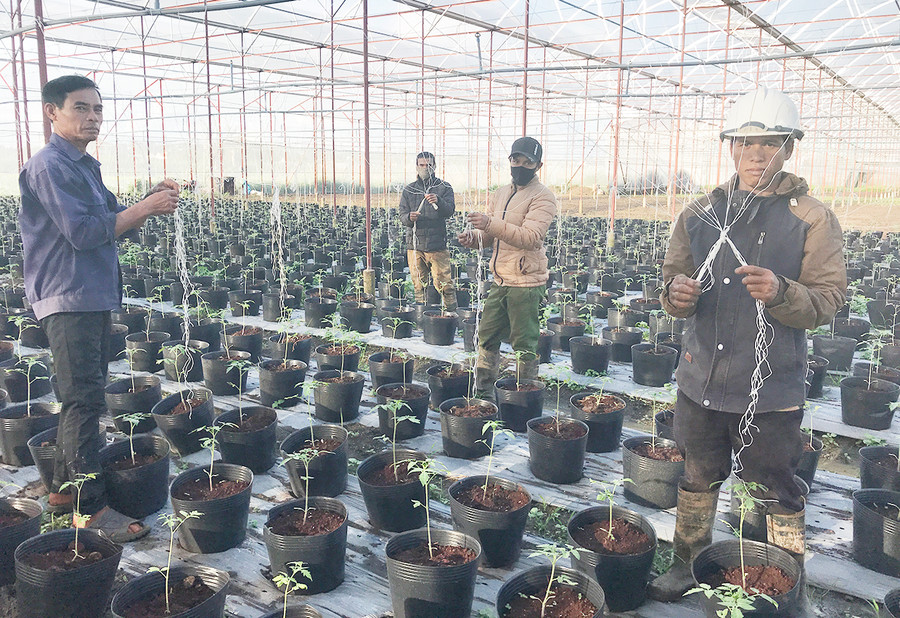 Nhà lồng trồng cà chua và các loại cây trồng khác của HTX An Phú Thịnh. Ảnh: Nguyễn Diệp