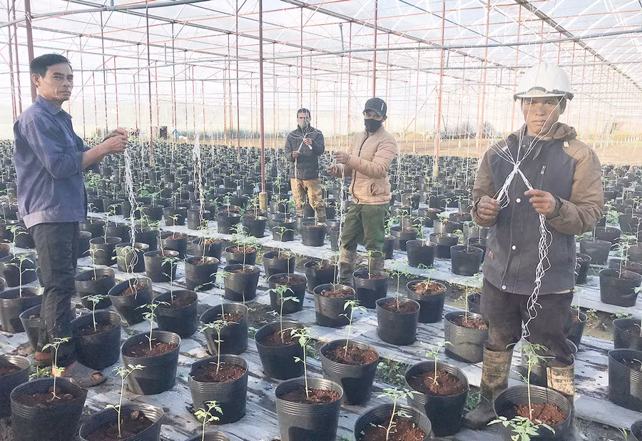 Nhà lồng trồng cà chua và các loại cây trồng khác của HTX An Phú Thịnh. Ảnh: Nguyễn Diệp