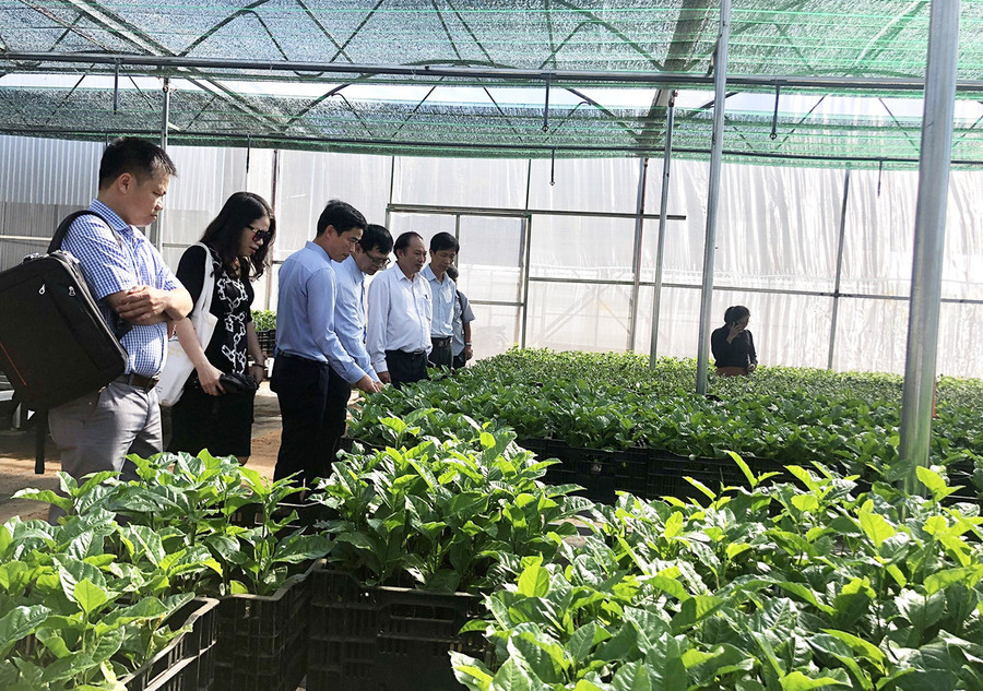 Đoàn công tác khảo sát thực tế tại vườn ươm cây giống chanh dây của Công ty cổ phần Thực phẩm xuất khẩu Đồng Giao. Ảnh: Ngọc Thu Đoàn công tác khảo sát thực tế tại vườn ươm cây giống chanh dây tại Công ty cổ phần xuất khẩu Đồng Giao. Ảnh: Ngọc Thu