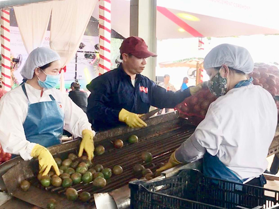 Dây chuyền sản xuất chanh dây của DOVECO. Ảnh: Vũ Thảo Dây chuyền sản xuất chanh dây của DOVECO.
