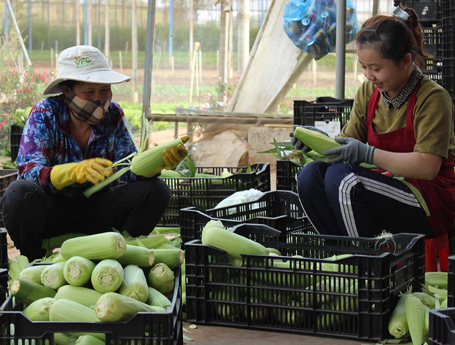 Sơ chế, đóng gói bắp nếp hữu cơ tại Công ty TNHH một thành viên Hương Đất An Phú (TP. Pleiku). Ảnh: N.D