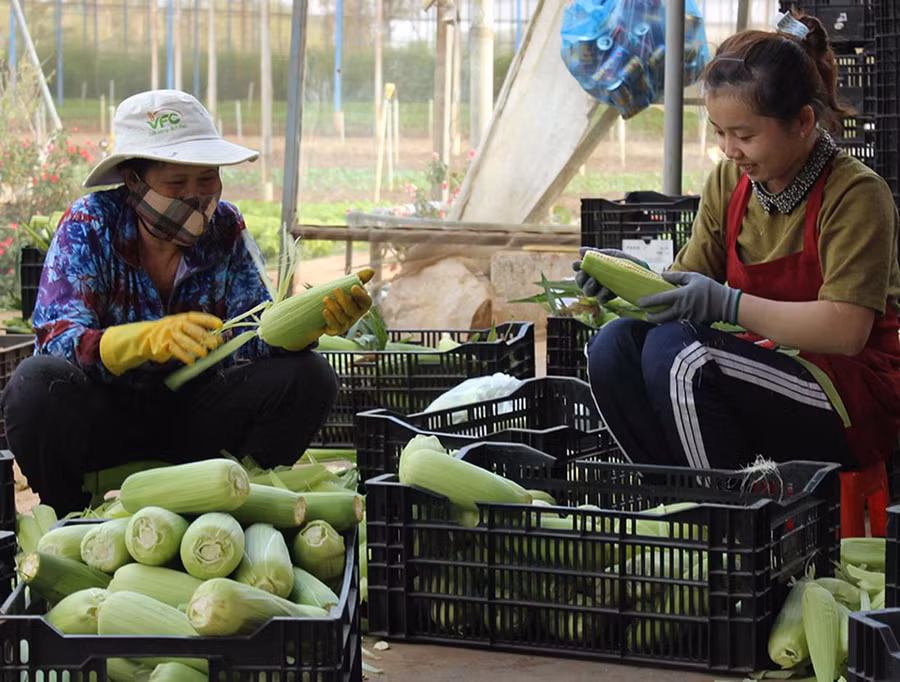 Sơ chế, đóng gói bắp nếp hữu cơ tại Công ty TNHH một thành viên Hương Đất An Phú (TP. Pleiku). Ảnh: N.D