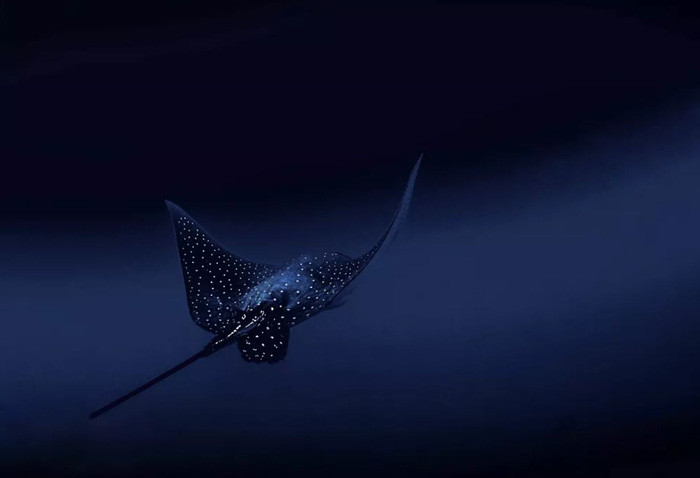 Bức ảnh “Cá ó sao” của nhiếp ảnh gia Francesca Page, đoạt giải trong hạng mục Thiên nhiên của cuộc thi National Geographic Traveller Photography Competition 2020