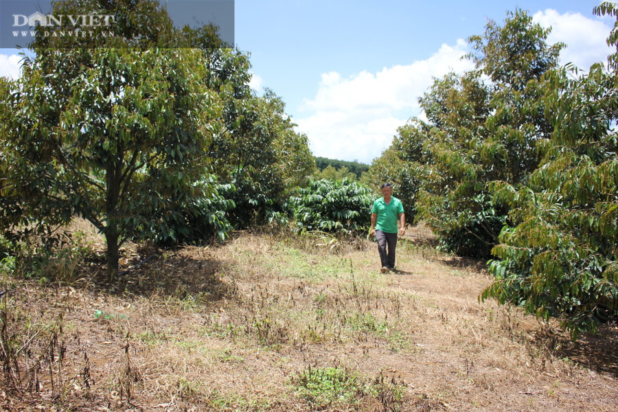 Giống sầu riêng Monthong đang được tỷ phú nông dân Phạm Văn Khang (xã Đắk Búk So, huyện Tuy Đức, tỉnh Đắk Nông) trồng xen canh tạo bóng mát cho cây cà phê. (Ảnh: PL)