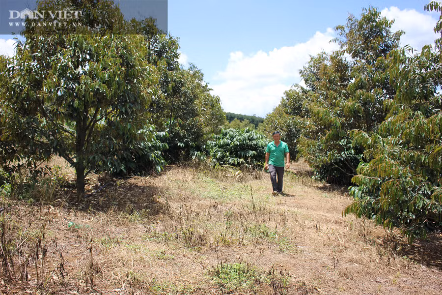 Giống sầu riêng Monthong đang được tỷ phú nông dân Phạm Văn Khang (xã Đắk Búk So, huyện Tuy Đức, tỉnh Đắk Nông) trồng xen canh tạo bóng mát cho cây cà phê. (Ảnh: PL)