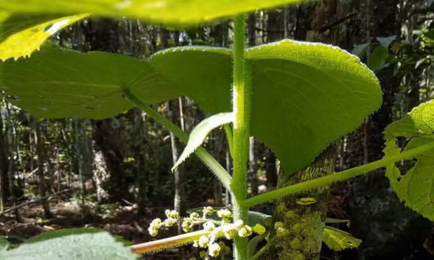 Đây là loại cây độc nhất trong số các loại cây châm chích vào da người. Ảnh: The Conversation.