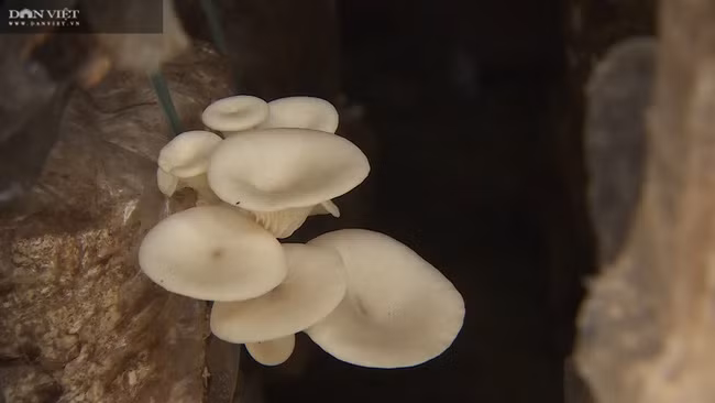 Nhờ chịu khó học hỏi, áp dụng khoa học kỹ thuật vào sản xuất nấm mà trang trại nấm của anh Nhi tại thôn Thạch Nham Đông, xã Hòa Nhơn, huyện Hòa Vang, TP Đà Nẵng phát triển tốt.