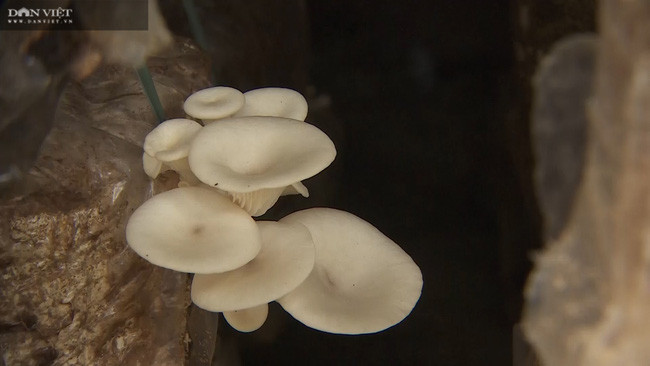 Nhờ chịu khó học hỏi, áp dụng khoa học kỹ thuật vào sản xuất nấm mà trang trại nấm của anh Nhi tại thôn Thạch Nham Đông, xã Hòa Nhơn, huyện Hòa Vang, TP Đà Nẵng phát triển tốt.